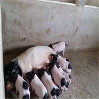 巴马香猪肉如何 巴马小香猪批发 一手货源
