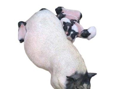 巴马香猪肉如何 巴马小香猪批发 一手货源图5