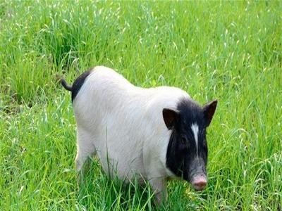 巴马香猪肉如何 巴马小香猪批发 一手货源图4