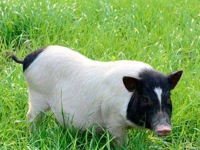 巴马香猪肉如何 巴马小香猪批发 一手货源图3