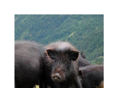 养殖藏香猪 藏香猪养殖厂 免费运输图4