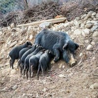 藏香猪市场价格 藏香猪猪崽价格 价格合理