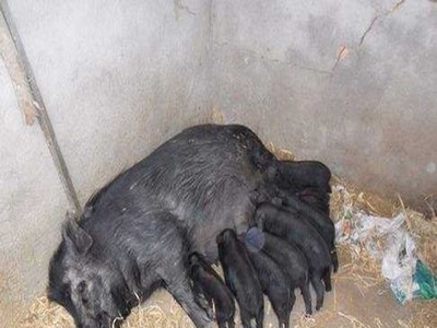 合作养殖藏香猪苗 三到十月龄的藏香猪 养殖场价格图2