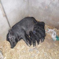 合作养殖藏香猪苗 三到十月龄的藏香猪 养殖场价格