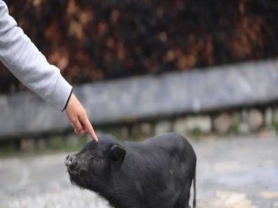 合作养殖藏香猪苗 三到十月龄的藏香猪 养殖场价格图4