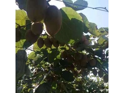 陕西周至绿心奇异果猕猴桃 果园直销 量大从优 现摘先发顺丰包邮图5