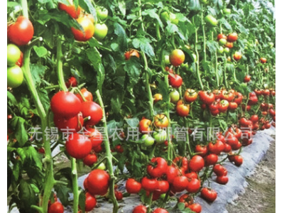 连栋大棚 .温室大棚,玻璃温室.现代示范农业园区首先产品图3