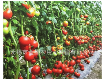 连栋大棚 .温室大棚,玻璃温室.现代示范农业园区首先产品图2