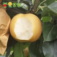【新鲜秋月梨】山东烟台皮薄多汁产地发无渣特甜净5斤好吃莱阳梨