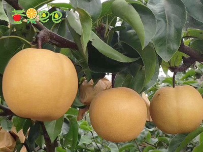 【新鲜秋月梨】山东烟台皮薄多汁产地发无渣特甜净5斤好吃莱阳梨图2
