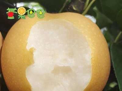 新鲜水果秋月梨烟台莱阳梨净5斤无渣甜暖冬心意1件代发潴河莱阳梨图3