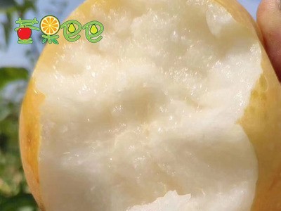 新鲜水果秋月梨烟台莱阳梨净5斤无渣甜暖冬心意1件代发潴河莱阳梨图4