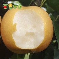 新鲜水果秋月梨烟台莱阳梨净5斤无渣甜暖冬心意1件代发潴河莱阳梨