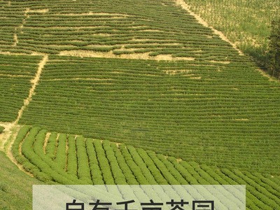 奶茶原料 统茗锡兰红茶CTC 奶茶店柠檬红茶专用茶叶原料可定制图4