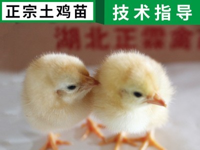 散养家禽江汉黄脚高腿细脚土鸡苗公苗批发 皖南黄土鸡苗图4