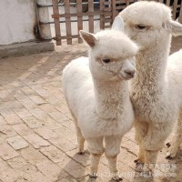宠物羊驼回收价格羊驼怎么养殖吃什么 出售成年繁殖羊驼 羊驼幼崽