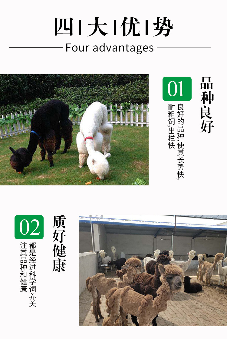 详情页_04.jpg