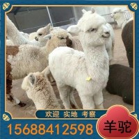 宠物羊驼活体幼崽白羊驼活物 出售曹尼玛羊驼棕色咖啡色羊驼家养