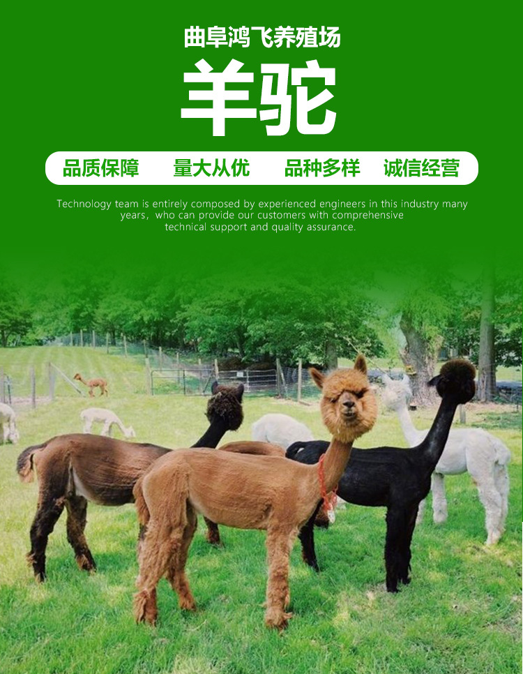 详情页_01.jpg