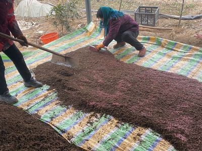 活蚯蚓鱼饵野钓大号鲜活活饵放生盒装散装红蚯蚓活饵放生许愿种苗图2