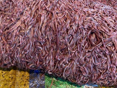 活蚯蚓鱼饵野钓大号鲜活活饵放生盒装散装红蚯蚓活饵放生许愿种苗图3