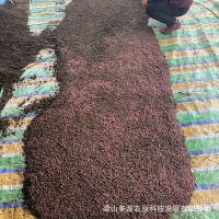 活蚯蚓鱼饵野钓大号鲜活活饵放生盒装散装红蚯蚓活饵放生许愿种苗