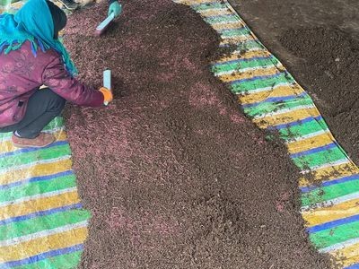 活蚯蚓鱼饵野钓大号鲜活活饵放生盒装散装红蚯蚓活饵放生许愿种苗图4