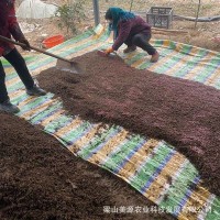 散装活蚯蚓红蚯蚓蚯蚓鱼饵饵料野钓饲料入药窝料钓鱼蚯蚓放生种苗
