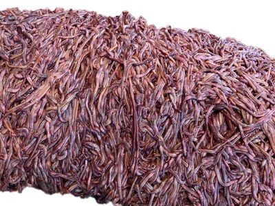 散装活蚯蚓红蚯蚓蚯蚓鱼饵饵料野钓饲料入药窝料钓鱼蚯蚓放生种苗图5