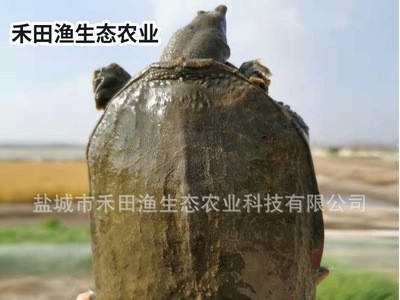 生态中华鳖厂家直供 外塘生态甲鱼 食用水产老王八图4