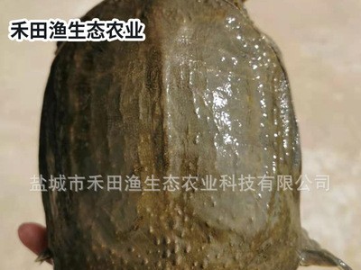 生态中华鳖厂家直供 外塘生态甲鱼 食用水产老王八图5