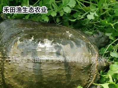 生态中华鳖厂家直供 外塘生态甲鱼 食用水产老王八图3