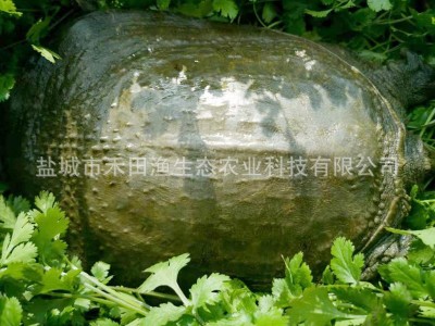 生态中华鳖厂家直供 外塘生态甲鱼 食用水产老王八图2