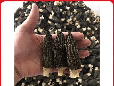 羊肚菌干货批发蘑菇散装250g足干菌汤包用头茬剪柄云南特产食用菌图4