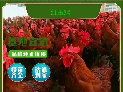 出壳红玉鸡苗价格 红玉鸡苗销售 红玉鸡苗图2