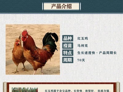 出壳红玉鸡苗价格 红玉鸡苗销售 红玉鸡苗图3