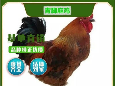 厂家直供高产青脚麻鸡鸡苗 麻鸡苗 湖南土鸡苗麻脚鸡苗图4
