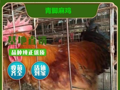 厂家直供高产青脚麻鸡鸡苗 麻鸡苗 湖南土鸡苗麻脚鸡苗图3