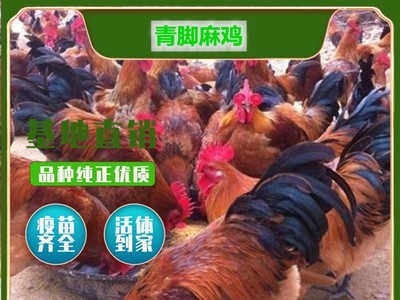 厂家直供高产青脚麻鸡鸡苗 麻鸡苗 湖南土鸡苗麻脚鸡苗图5