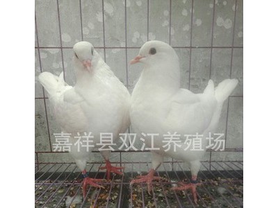 大个的鸽子的品种,大型元宝鸽有几个颜色 圆环鸽模样图2