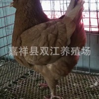 大个的鸽子的品种,大型元宝鸽有几个颜色 圆环鸽模样