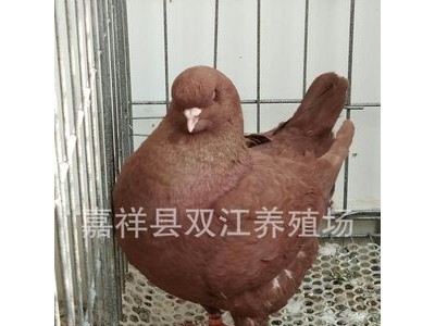 大个的鸽子的品种,大型元宝鸽有几个颜色 圆环鸽模样图4