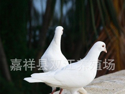 肉鸽养殖场 山东肉鸽养殖基地 鸽子蛋回收价格图4