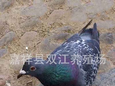 肉鸽养殖场 山东肉鸽养殖基地 鸽子蛋回收价格图3