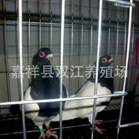 肉鸽养殖场 山东肉鸽养殖基地 鸽子蛋回收价格