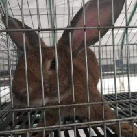 量大优惠 比利时种兔繁殖基地 双江 杂交比利时野兔