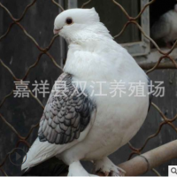 出售肉鸽子苗种鸽 肉鸽白条养殖场 价格好 品种多
