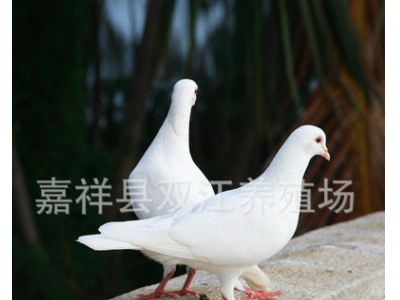 出售肉鸽子苗种鸽 肉鸽白条养殖场 价格好 品种多图3