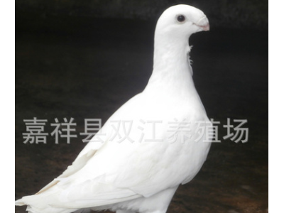 出售肉鸽子苗种鸽 肉鸽白条养殖场 价格好 品种多图4