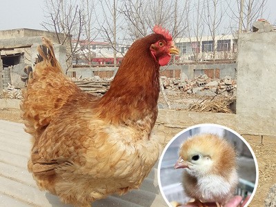山东养殖场常年供应红玉380鸡苗 量大从优红玉公鸡苗图3